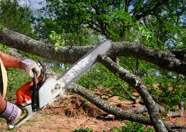 Professional Tree Services in Fayette, OH