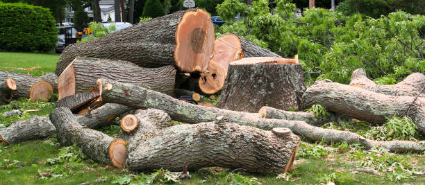 How Our Tree Care Process Works  in  Fayette, OH