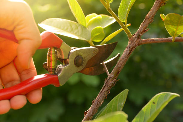 Best Root Management and Removal  in Fayette, OH