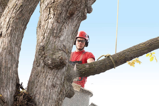 Best Seasonal Cleanup (Spring/Fall)  in Fayette, OH